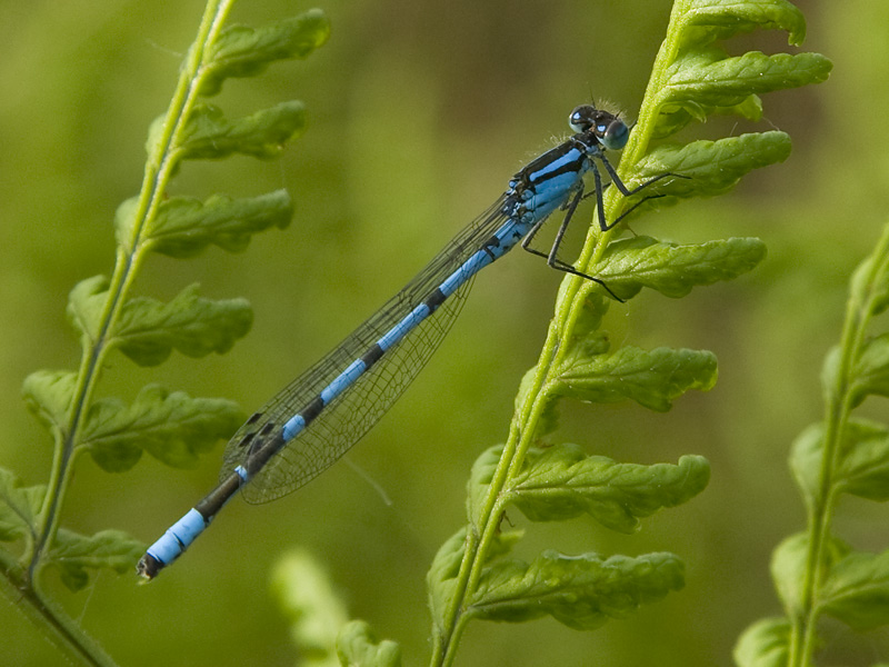 Enallagma cyathigerum