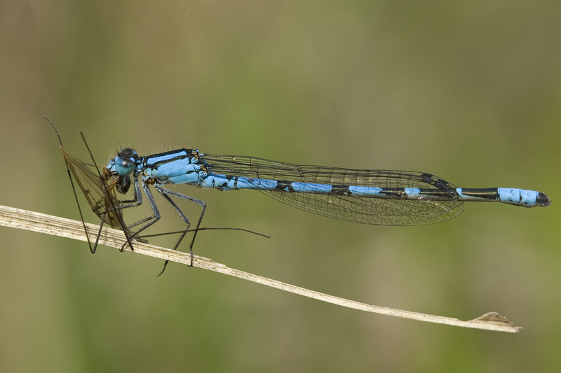 Enallagma cyathigerum