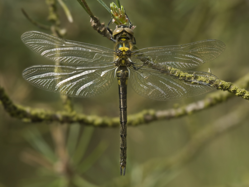 Somatochlora arctica