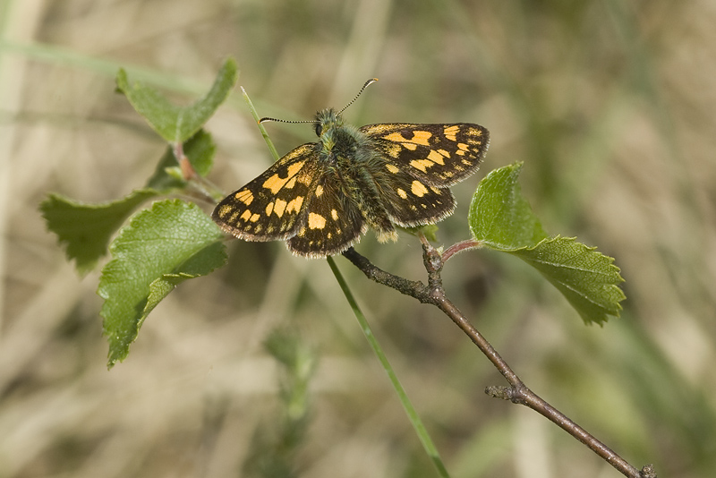 Carterocephalus palaemon