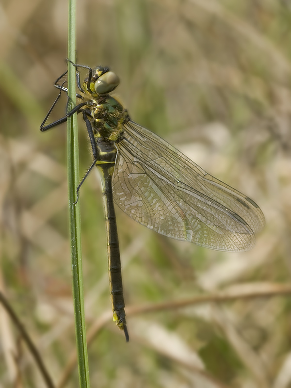 Somatochlora arctica