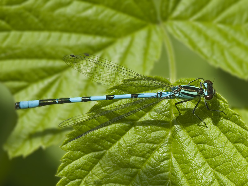Coenagrion hastulatum