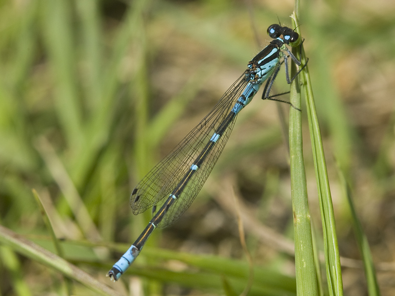 Coenagrion lunulatum