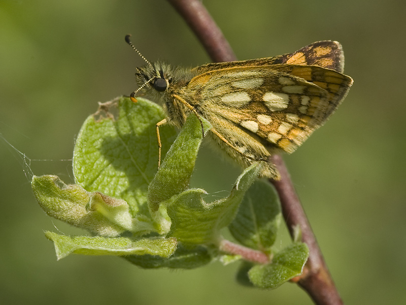 Carterocephalus palaemon