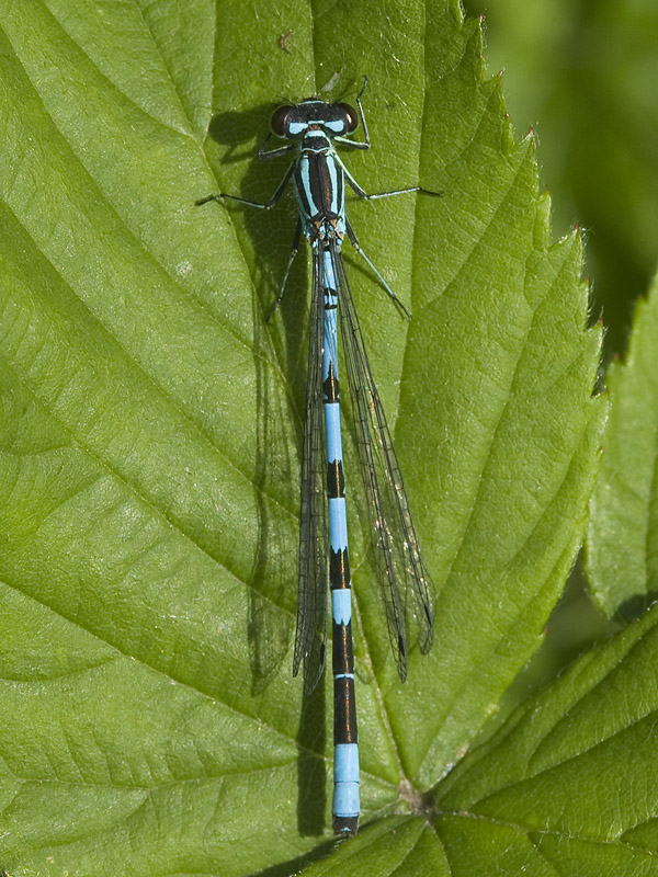 Coenagrion hastulatum