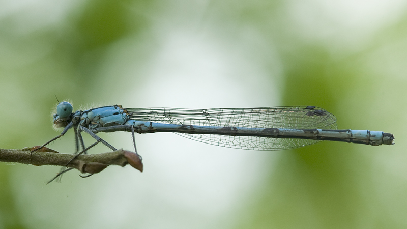 Enallagma cyathigerum