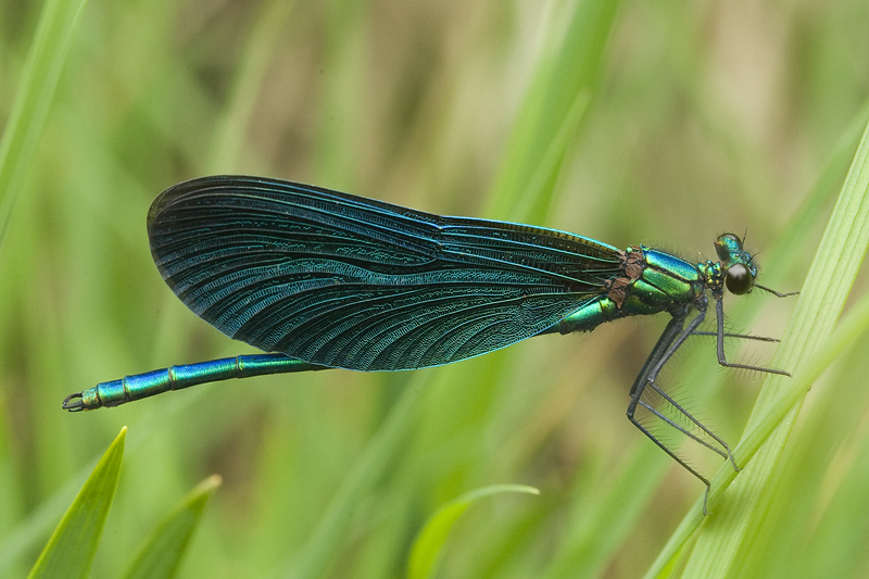 Calopteryx virgo