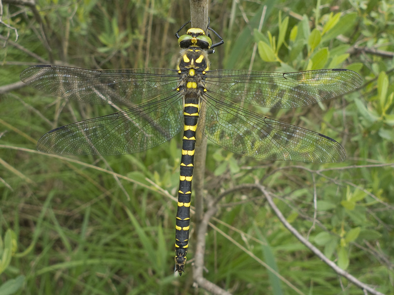 Cordelugaster boltonii
