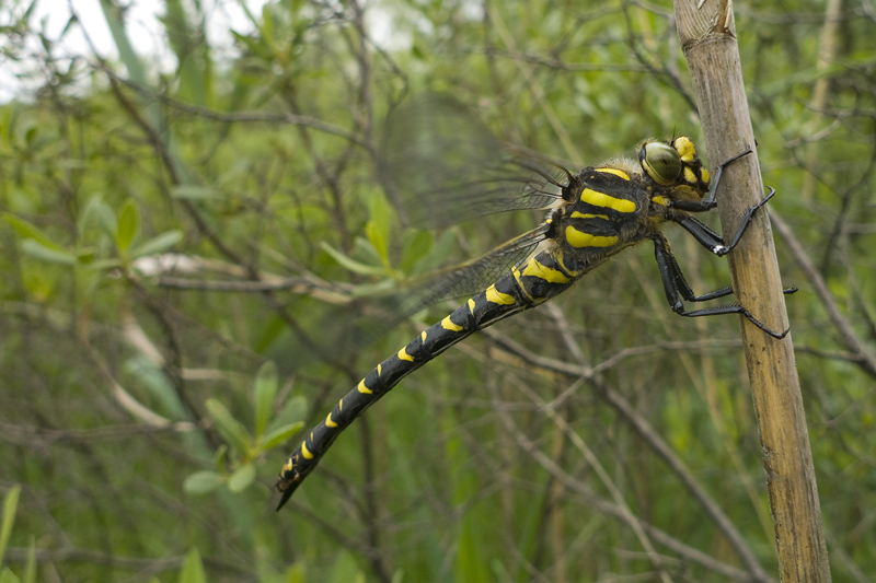 Cordelugaster boltonii