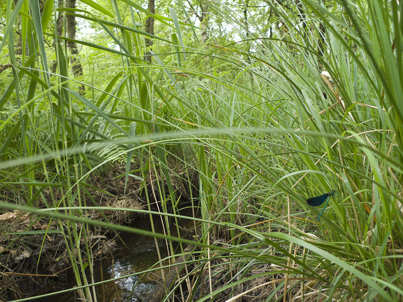 Calopteryx virgo