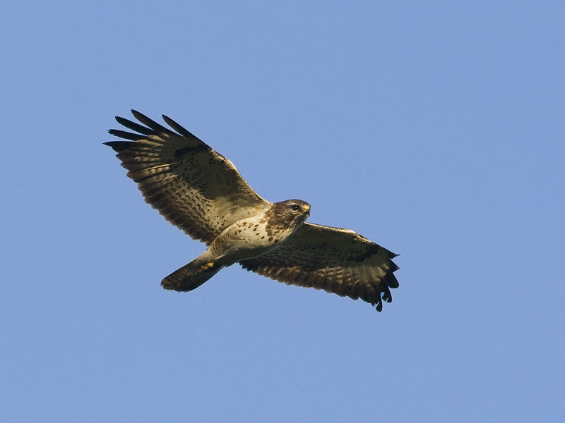 Buteo buteo
