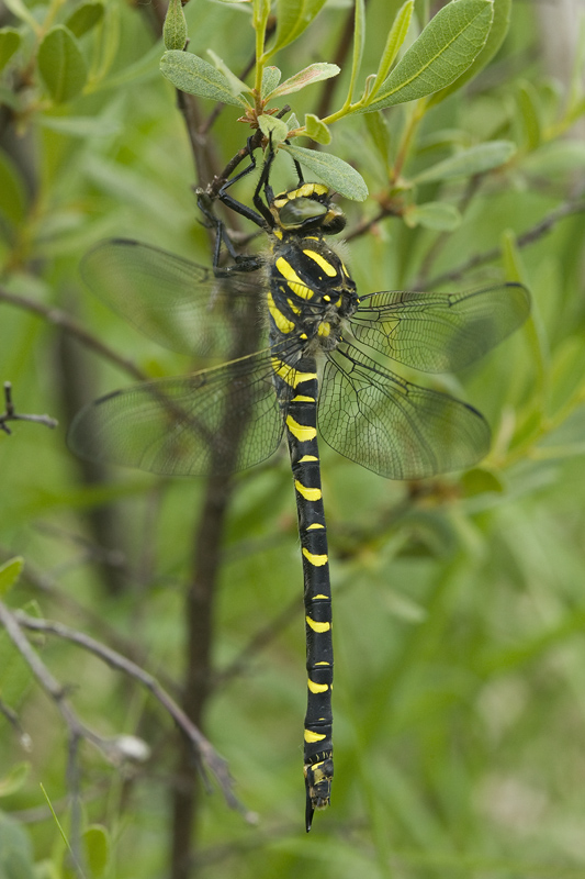 Cordelugaster boltonii