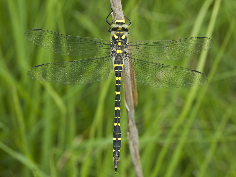 Cordelugaster boltonii