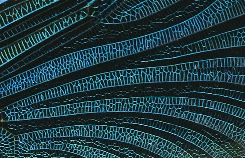 Calopteryx virgo