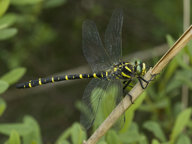Cordelugaster boltonii
