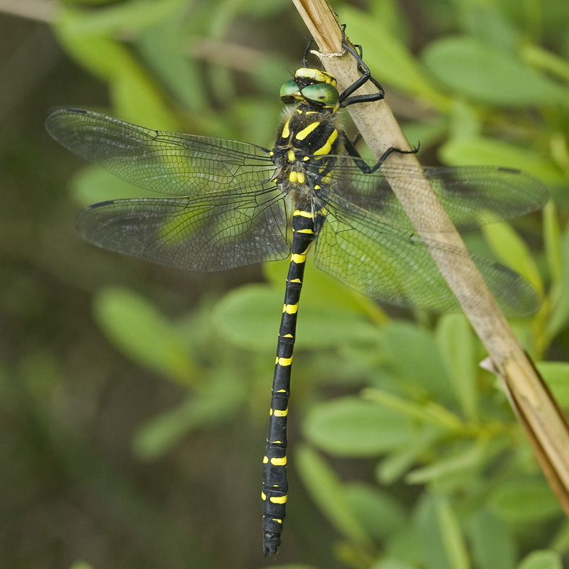 Cordelugaster boltonii