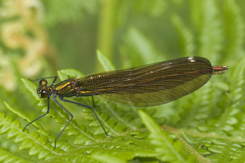 Calopteryx virgo