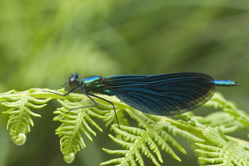 Calopteryx virgo