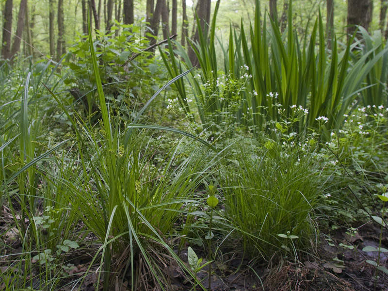 Elzenbroekbos