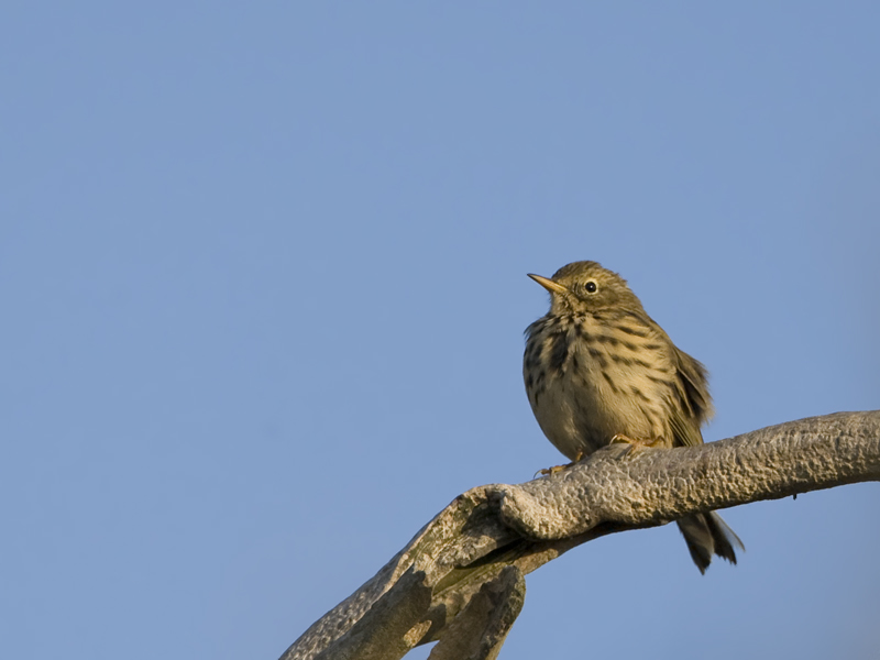 Anthus pratensis