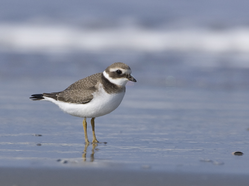 Charadrius hiaticula