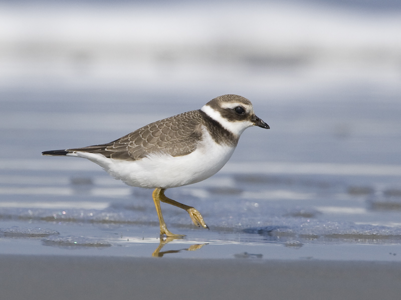 Charadrius hiaticula