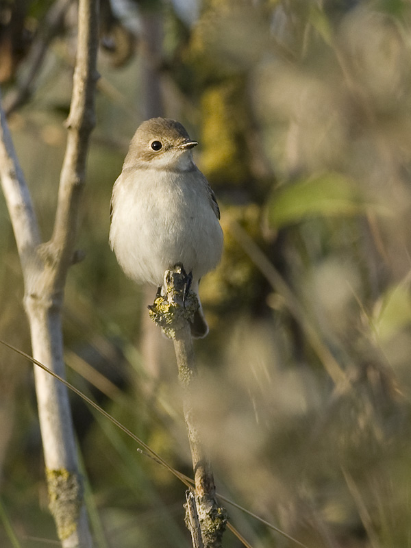 Ficedula hypoleuca