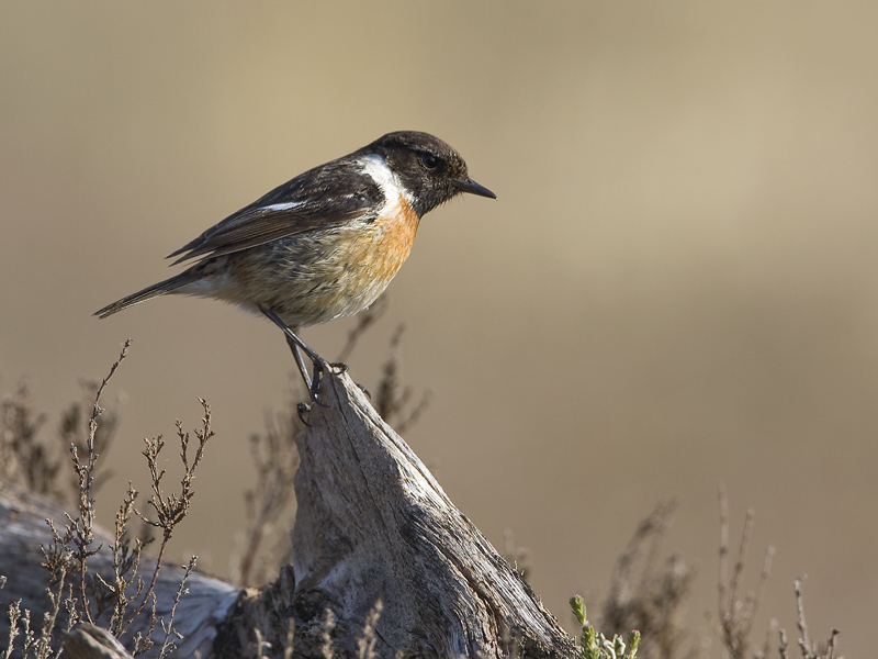 Saxicola torquata