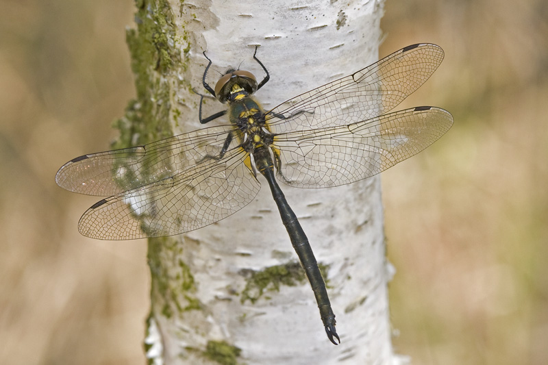 Somatochlora arctica