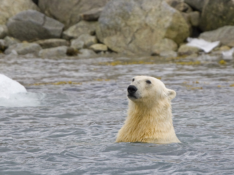 Ursus maritimus