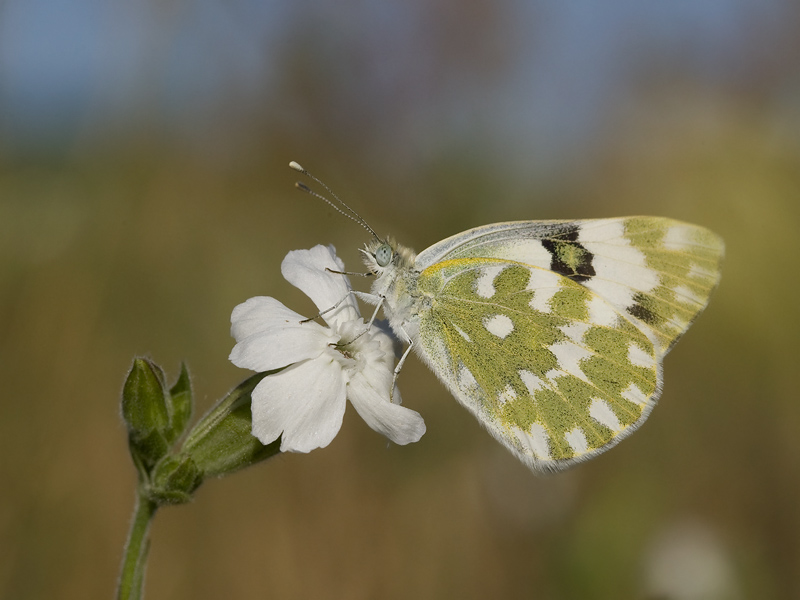 Melanargia galathea
