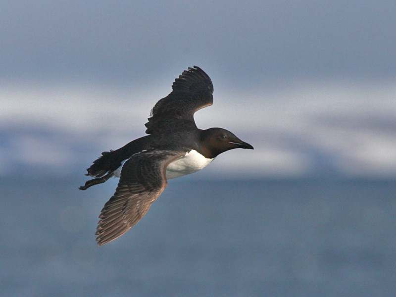 Uria lomvia