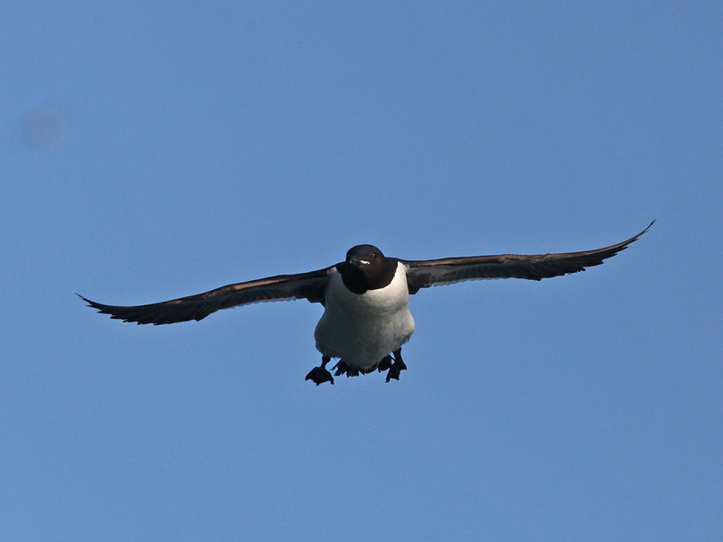 Uria lomvia