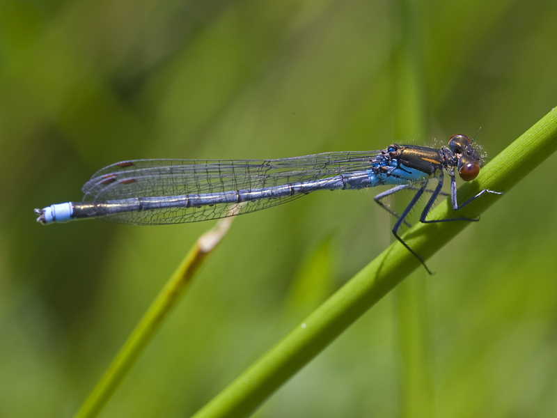 Erythromma najas