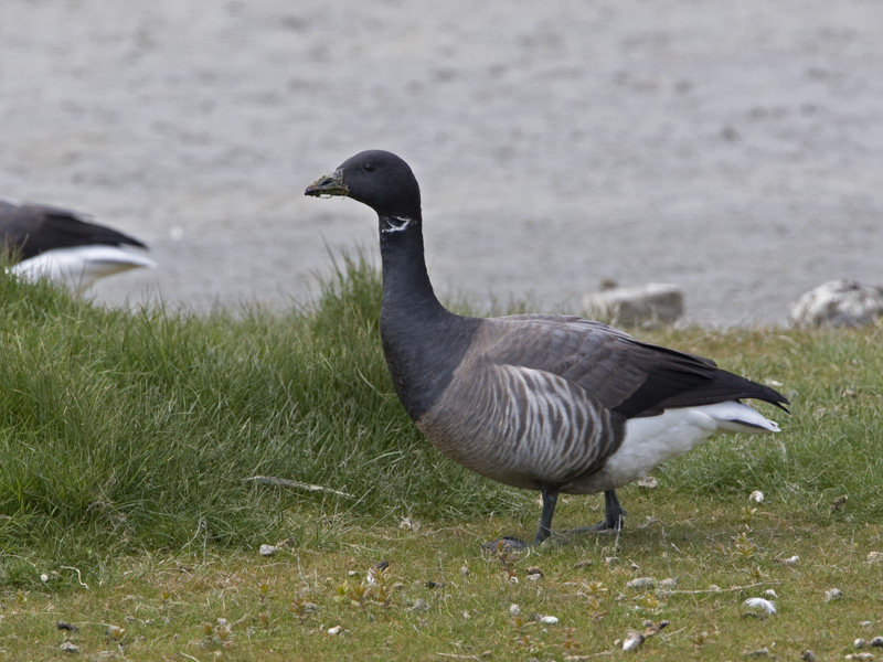 branta bernicla