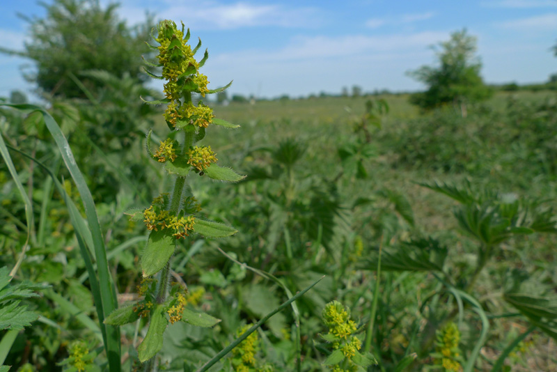 Cruciata laevipes 