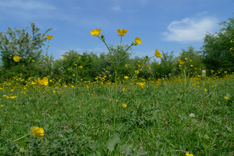 Ranunculus acris