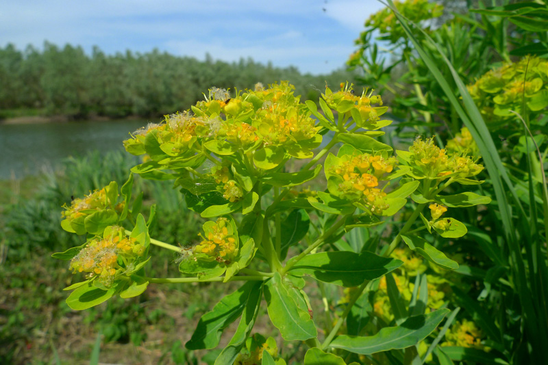 Euphorbia palustris