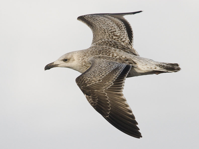 Larus marinus