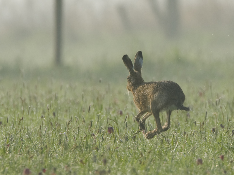 Lepus europaeus