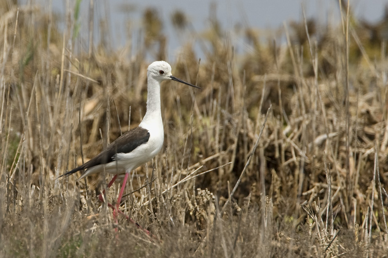 himantopus himantopus