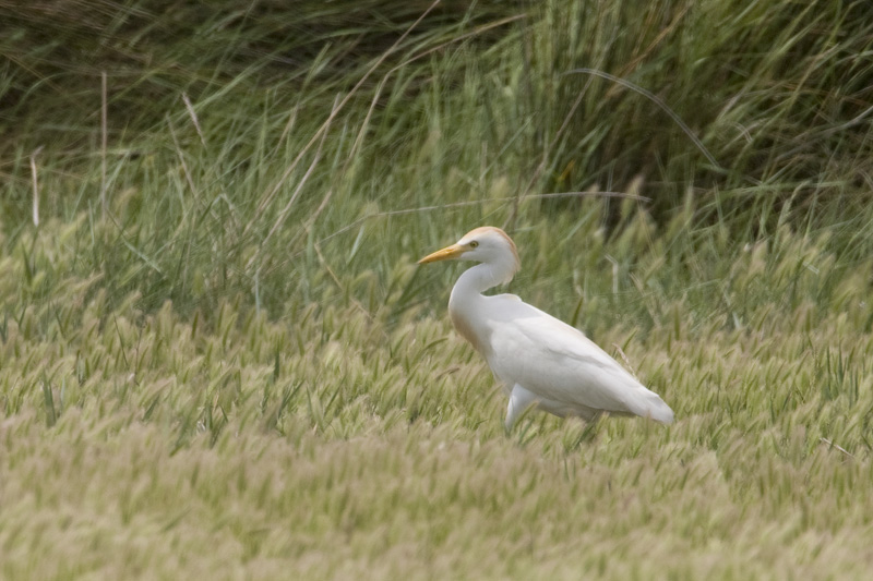 Bubulcus ibis