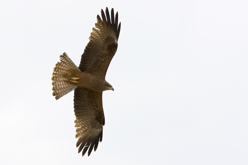 Milvus migrans
