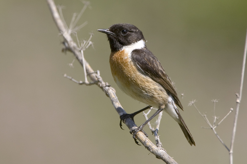Saxicola torquata