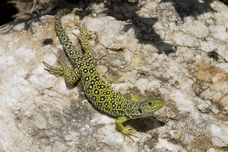 Timon lepidus