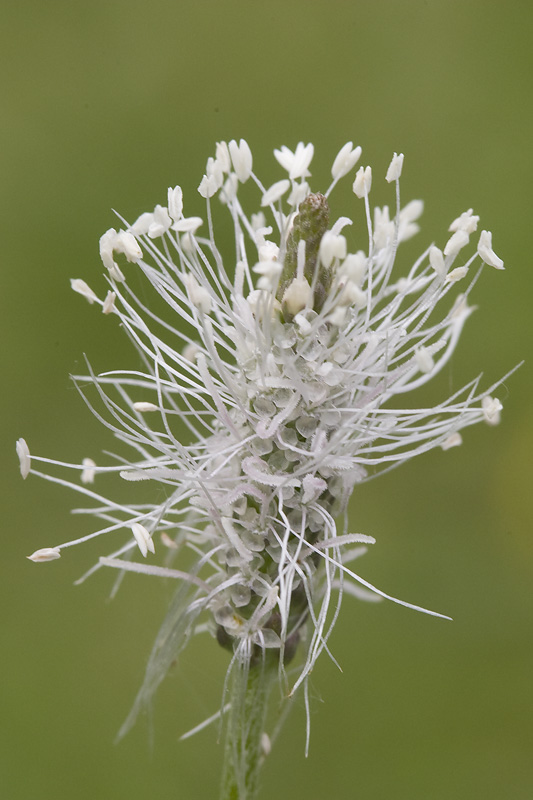 Plantago media