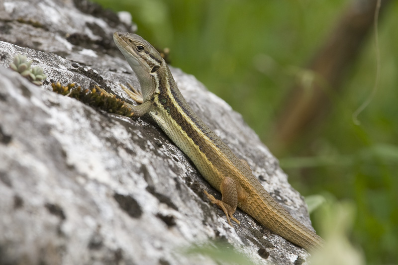 Psammodromus algirus