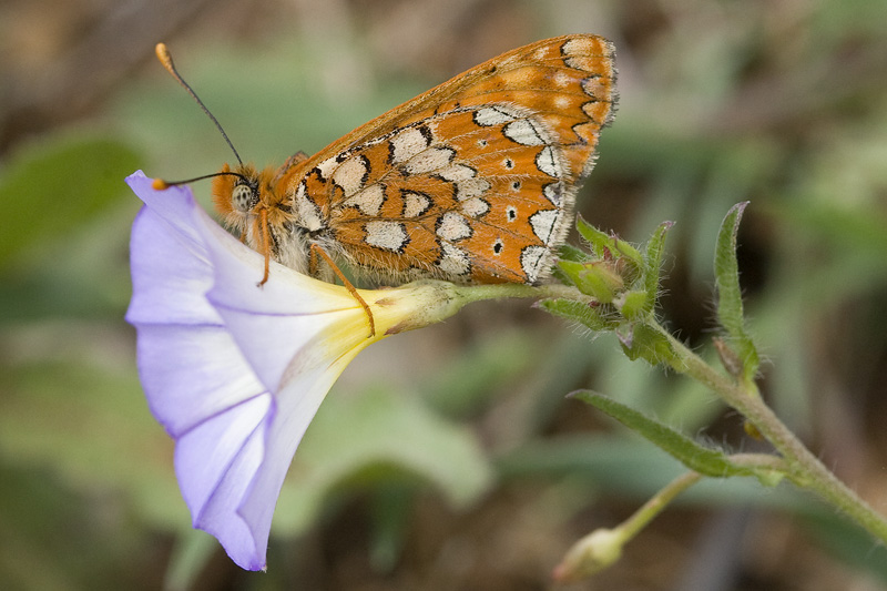 Euphydryas aurinia