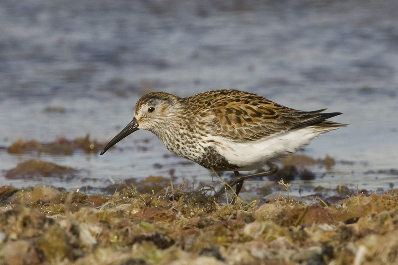 Calidris alpina