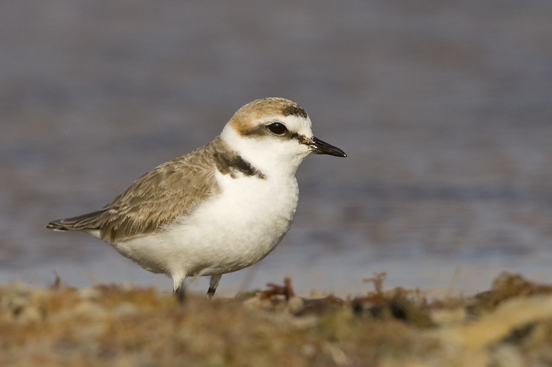 Charadrius alexandrinus